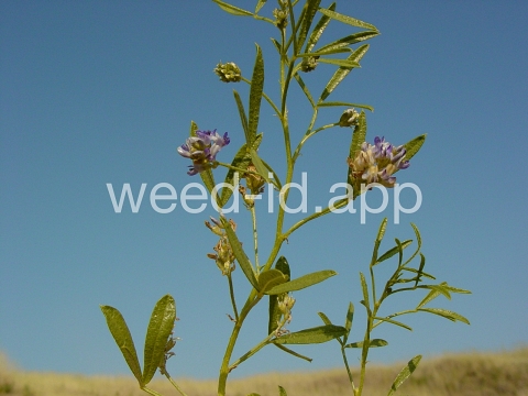 scurfpea, lemon